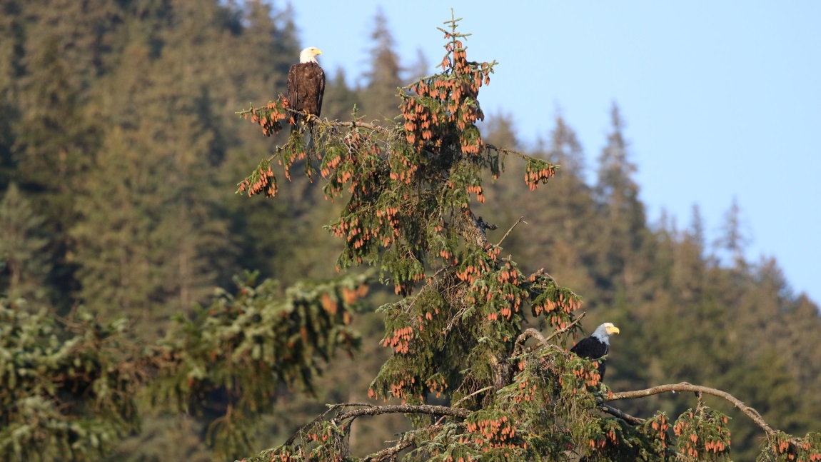 Bald Eagle