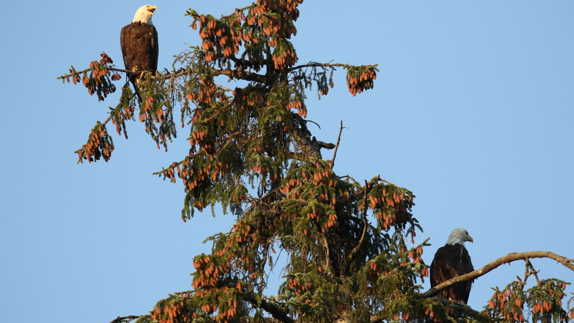 Bald Eagle