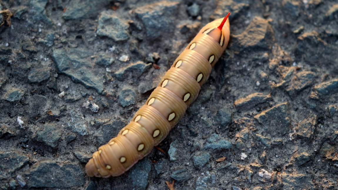 Colorful caterpillar