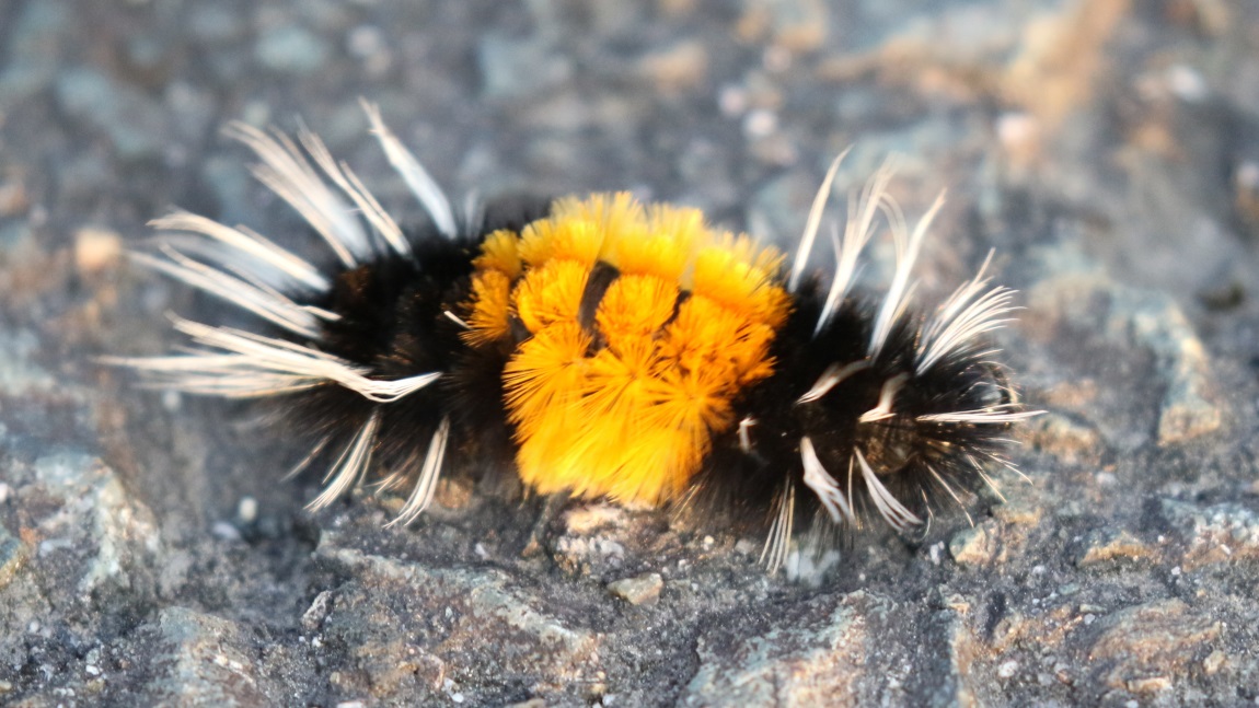 Wooly Bear caterpillar