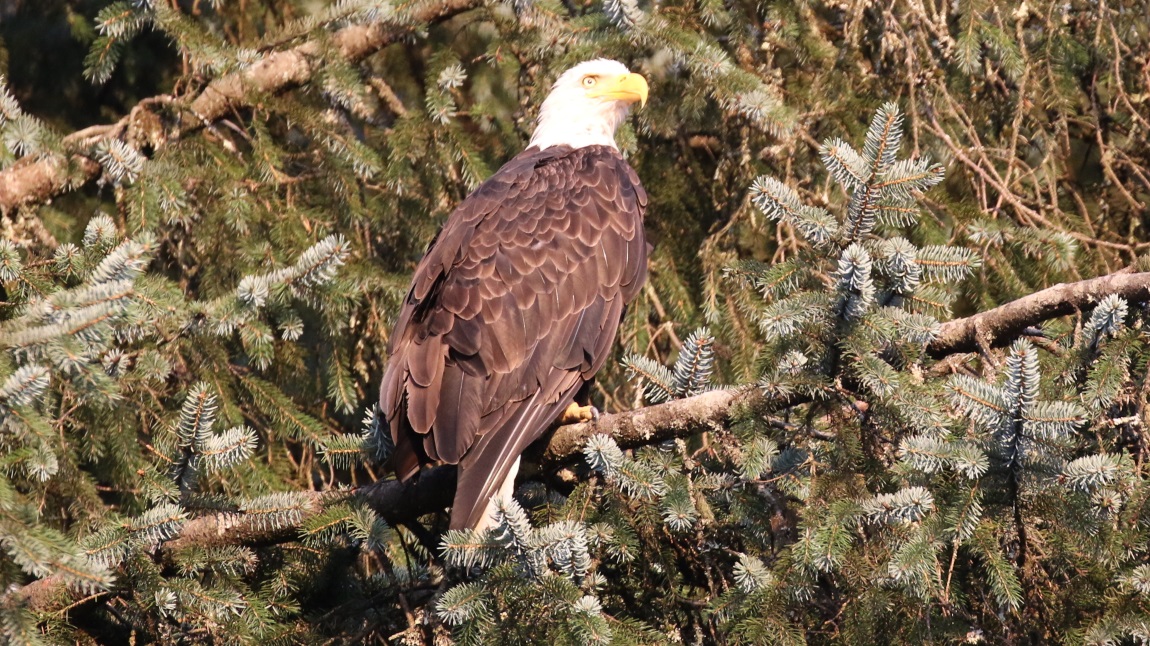 Bald Eagle