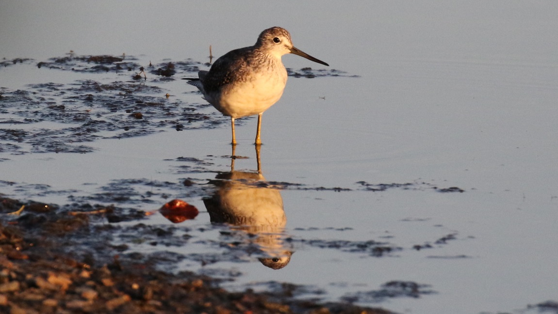 Lesser Yellowlegs
