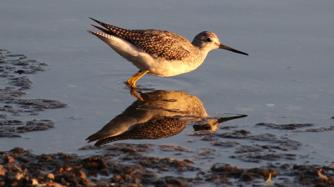 Lesser Yellowlegs