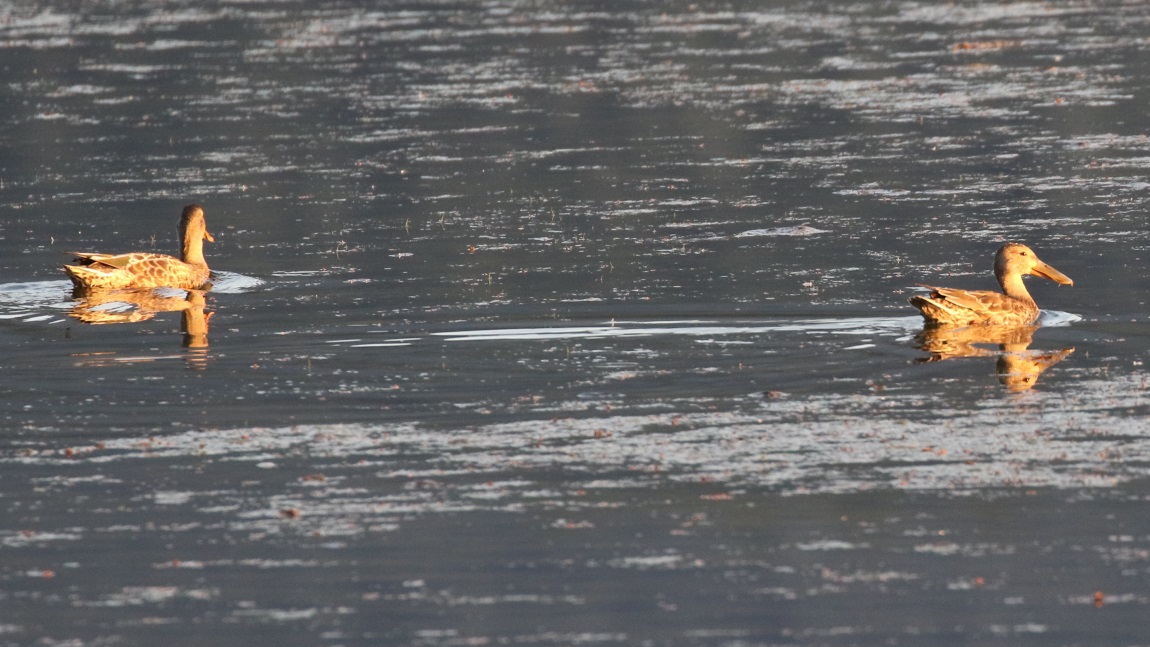 Northern Shovelers