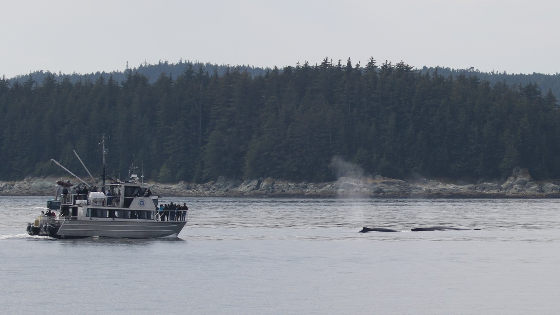 Whale watching