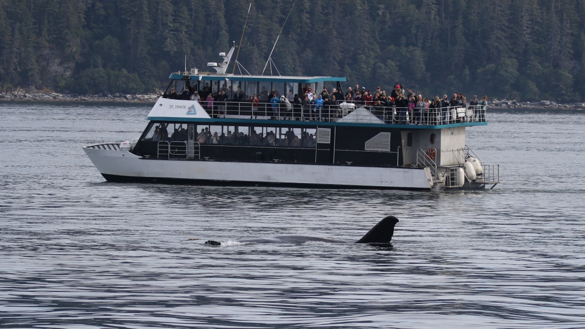 Whale watching