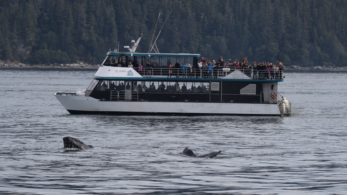 Whale watching