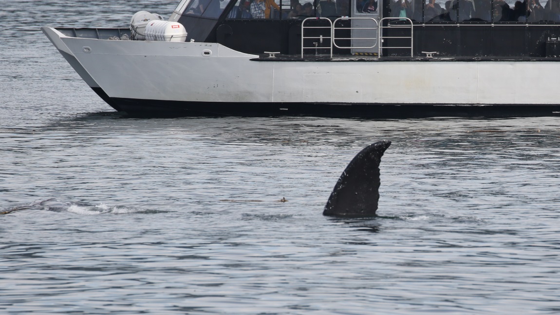 Whale watching