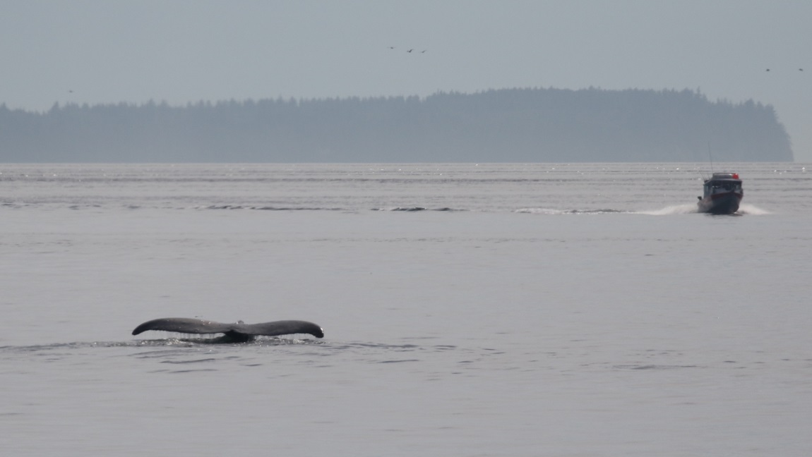 Whale watching
