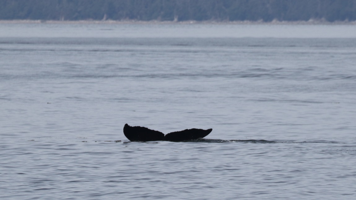 Whale watching