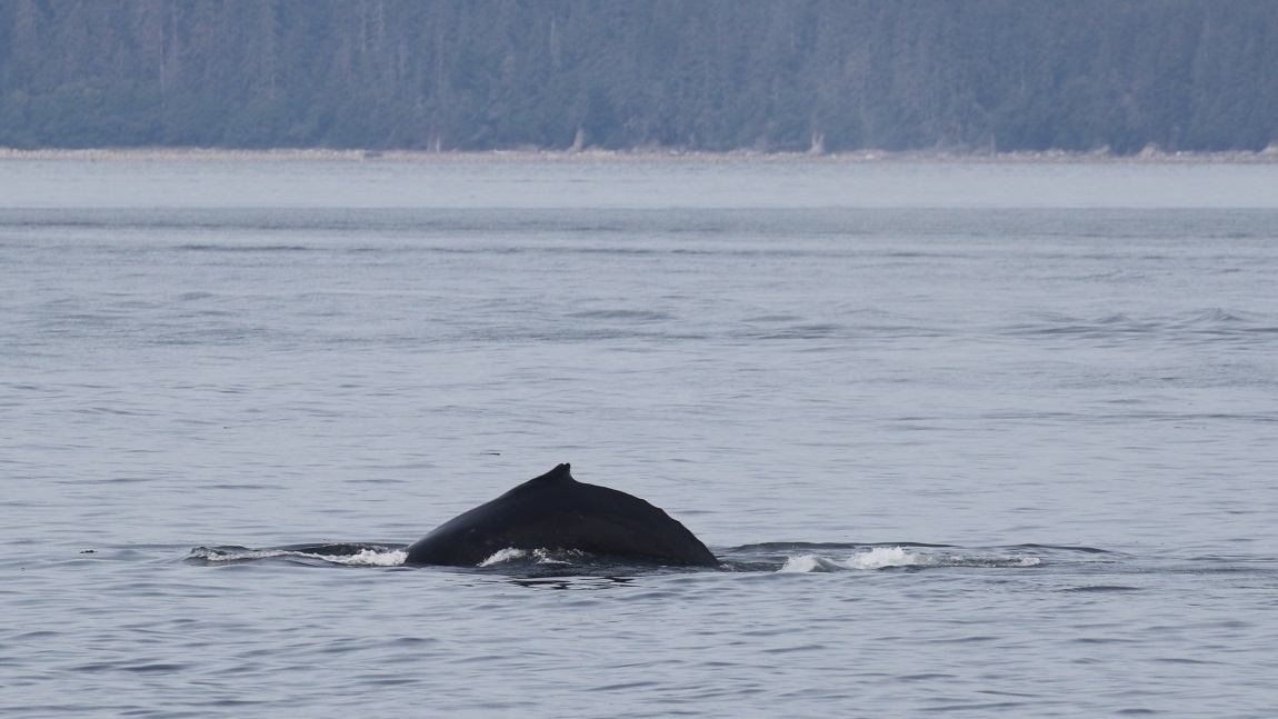 Whale watching