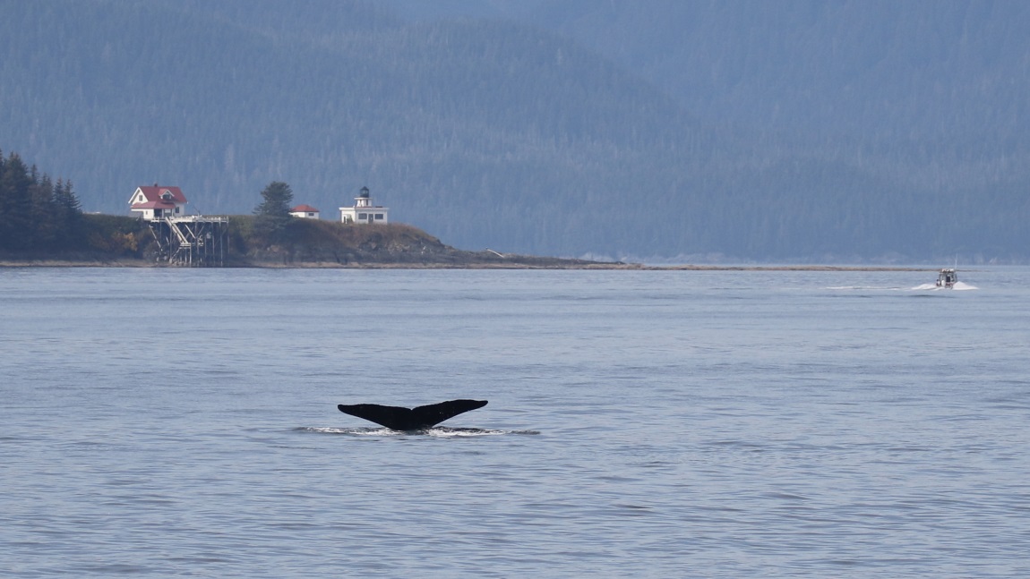 Whale watching