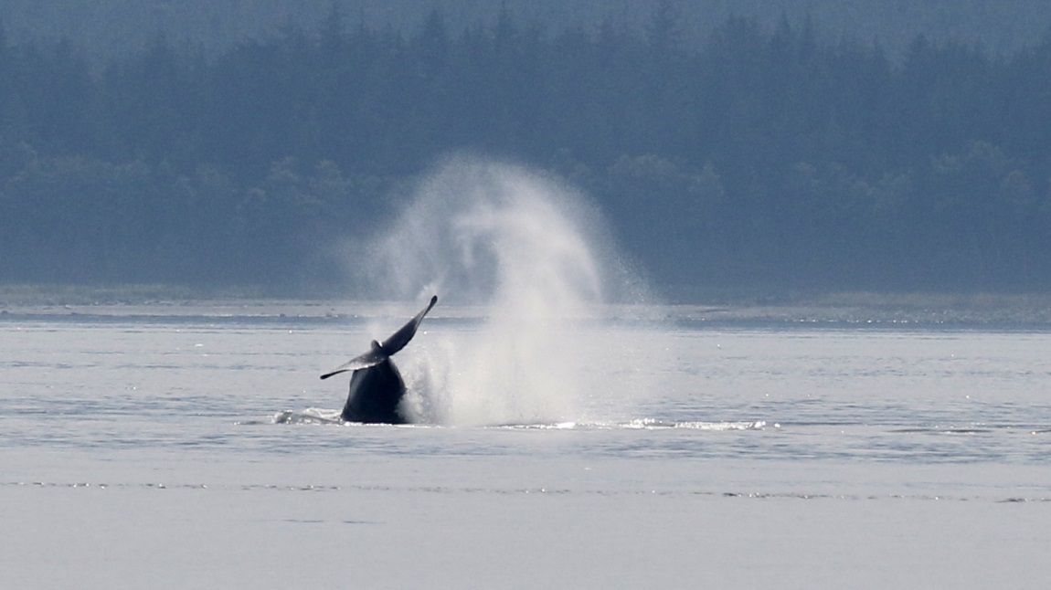 High jumping whale