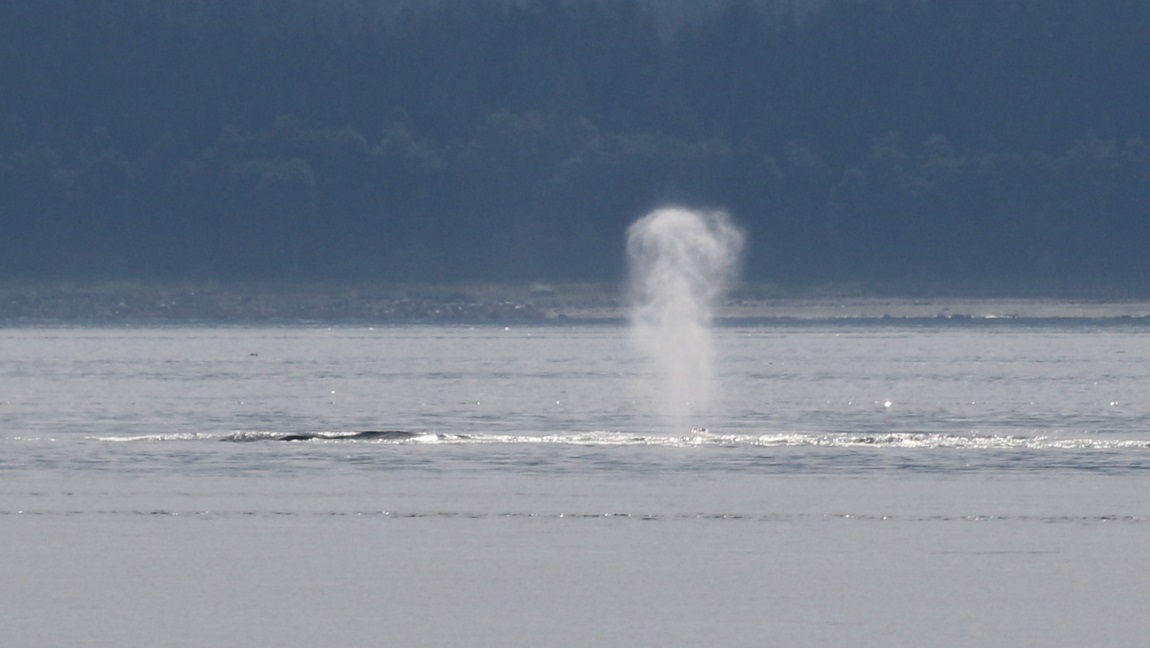 High jumping whale