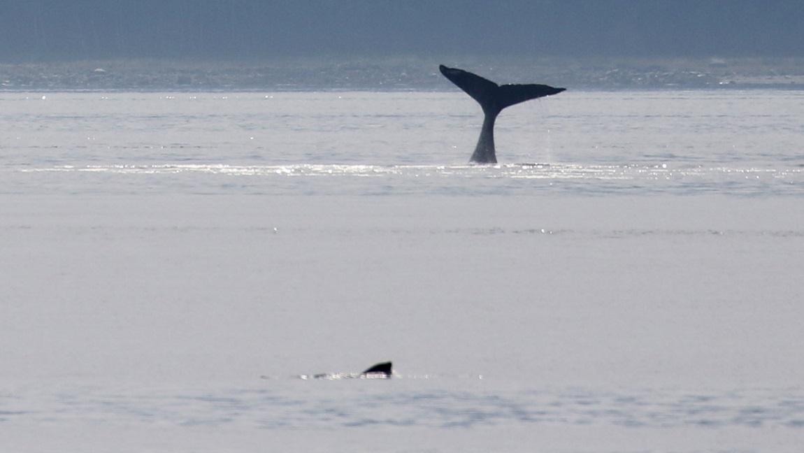 Whale watching