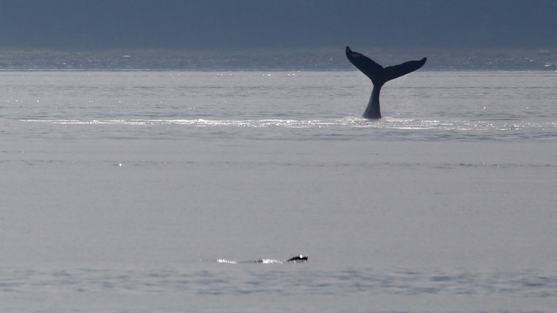 Whale watching