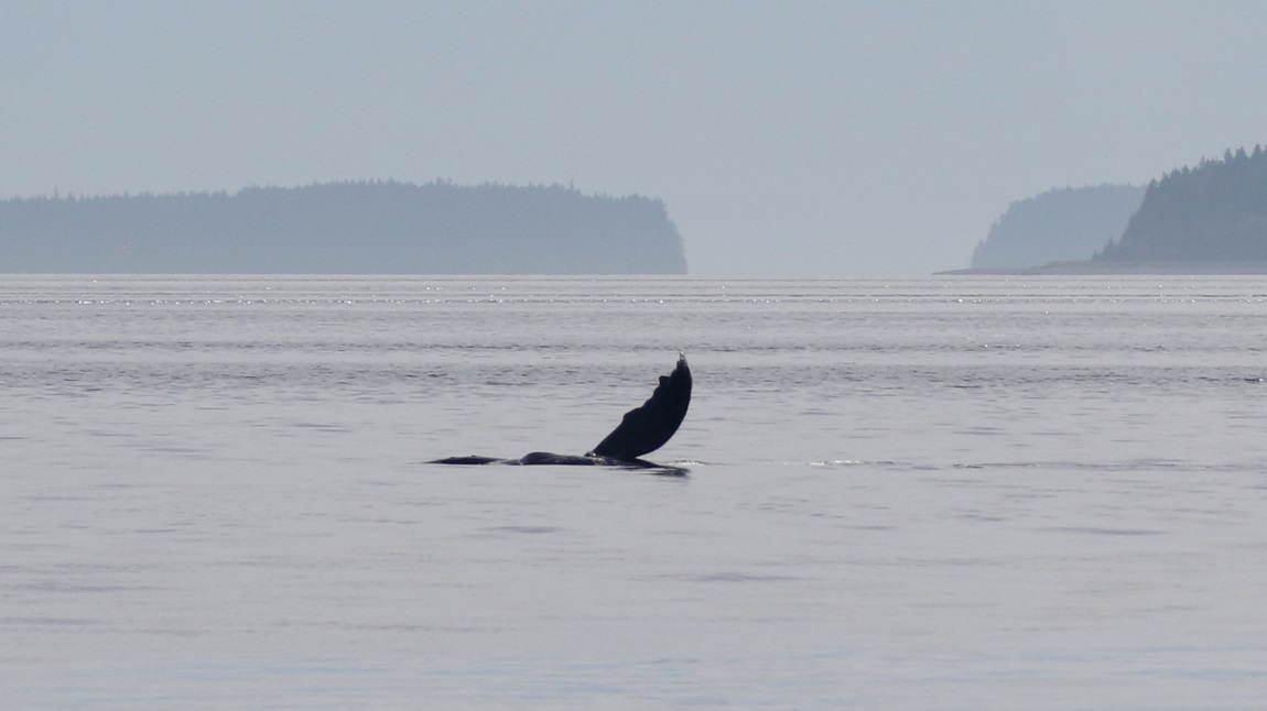 Whale watching