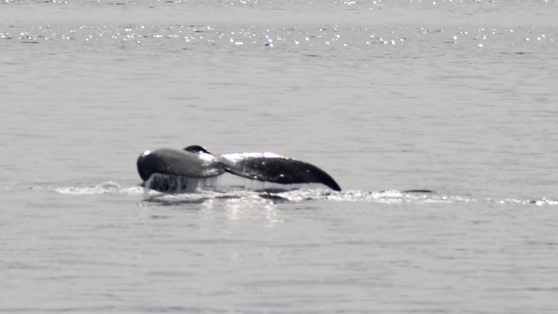 Whale watching