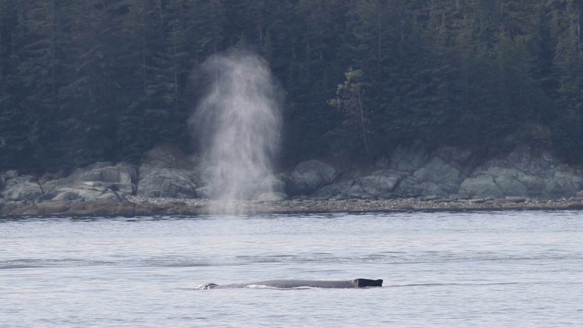Whale watching