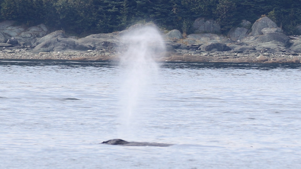 Whale watching