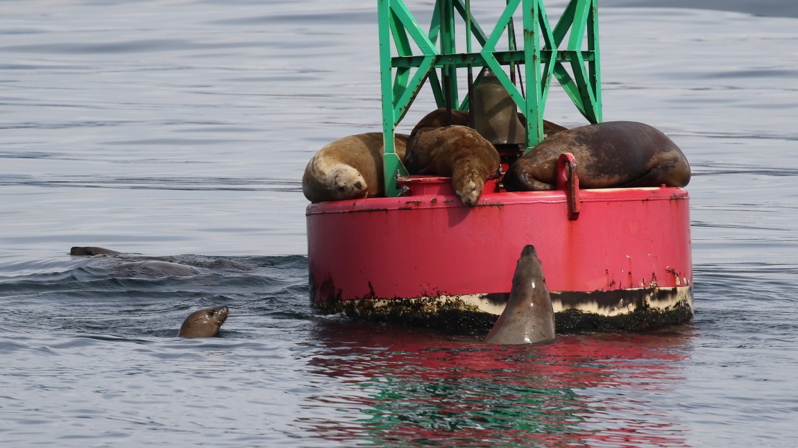 Sea lions on a buoy