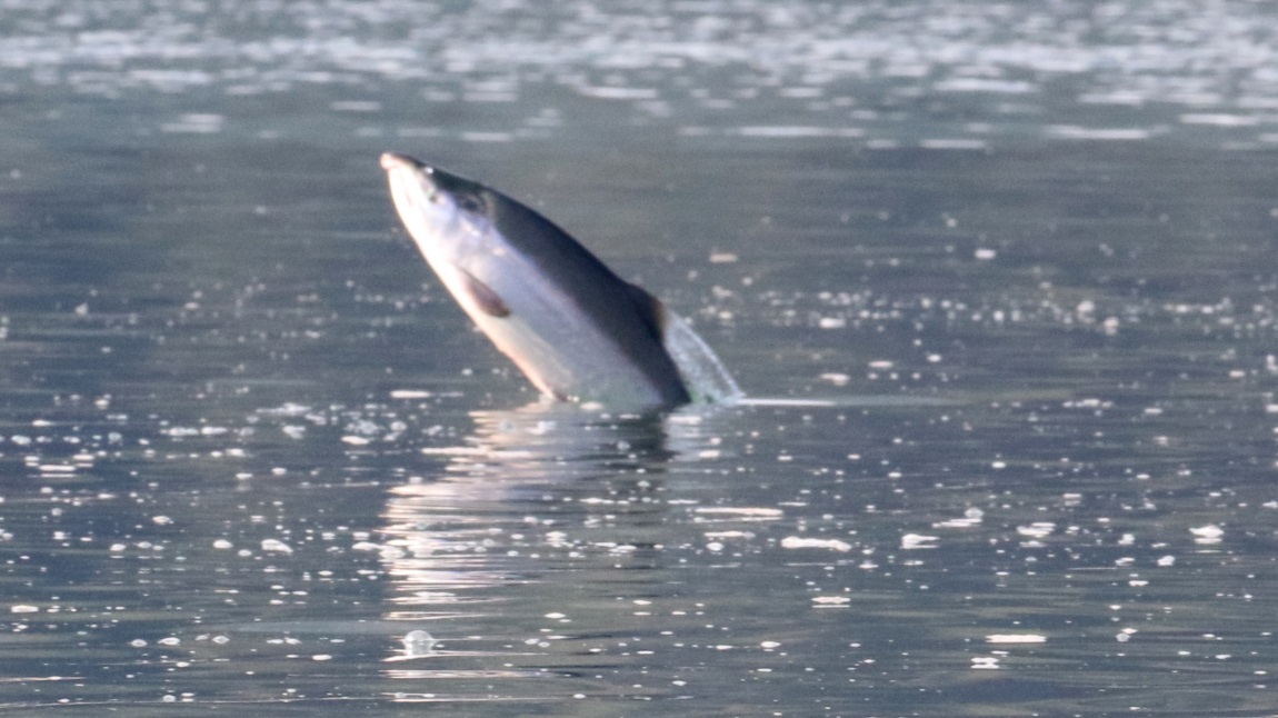 Salmon jumping
