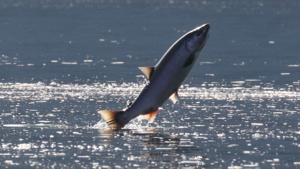 More pictures of salmon jumping