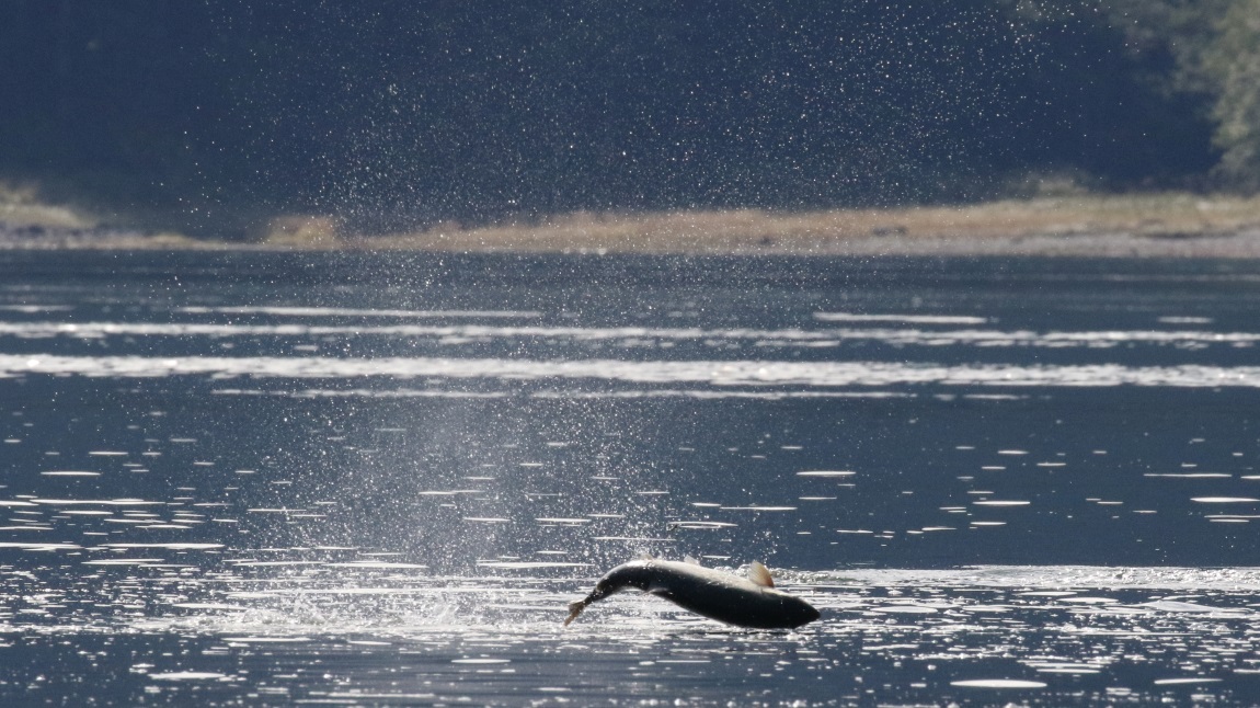 Salmon jumping