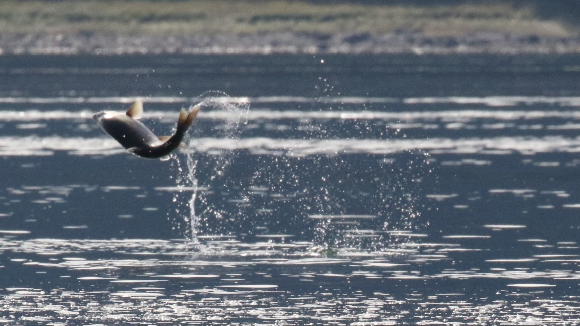 Salmon jumping