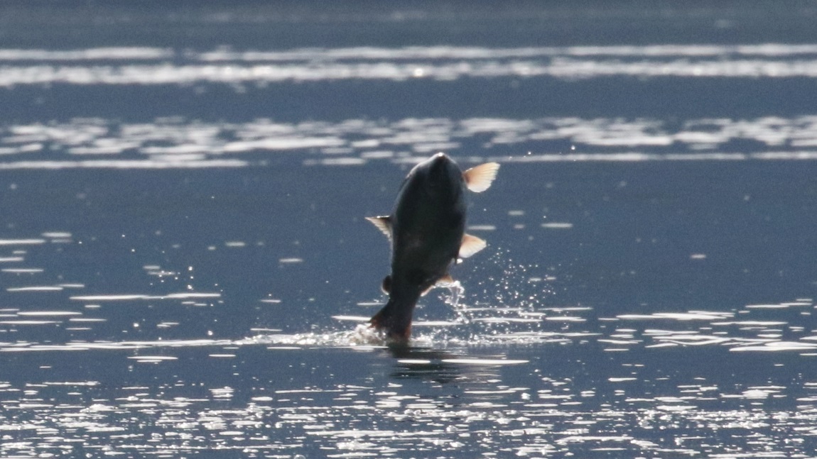 Salmon jumping