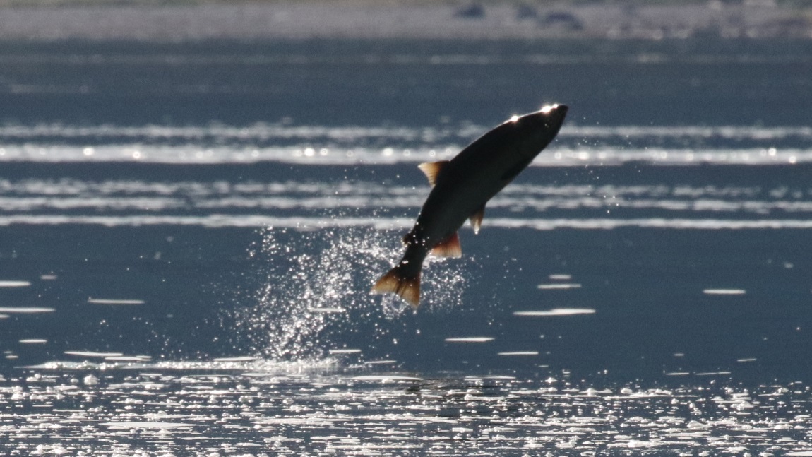 Salmon jumping