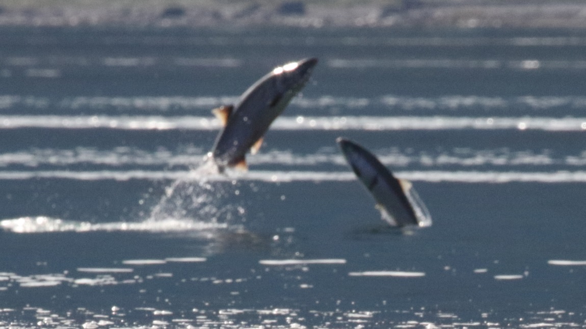Salmon jumping