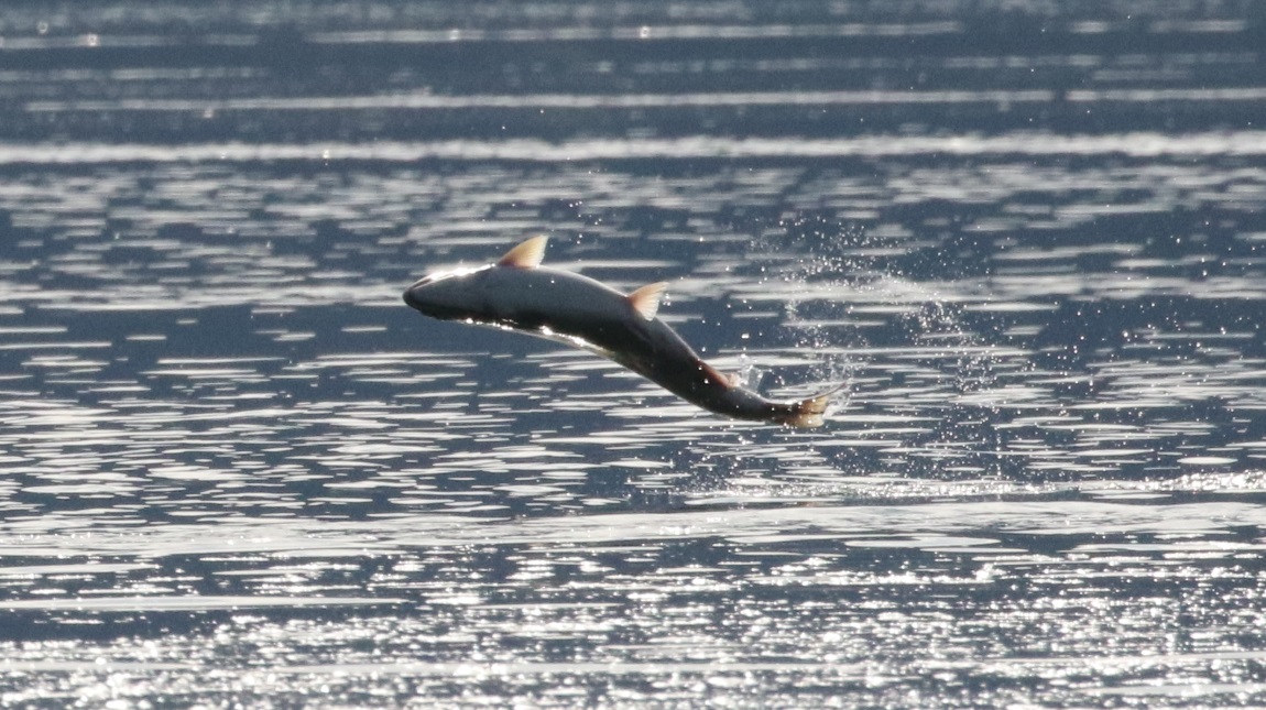 Salmon jumping