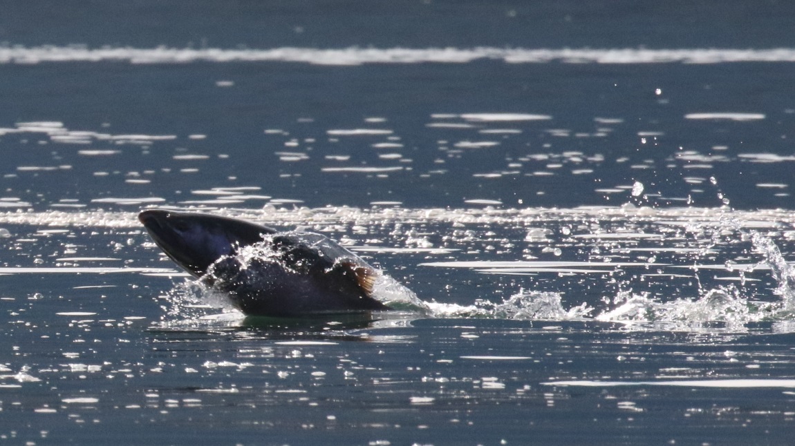 Salmon jumping