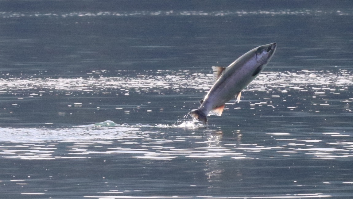 Salmon jumping