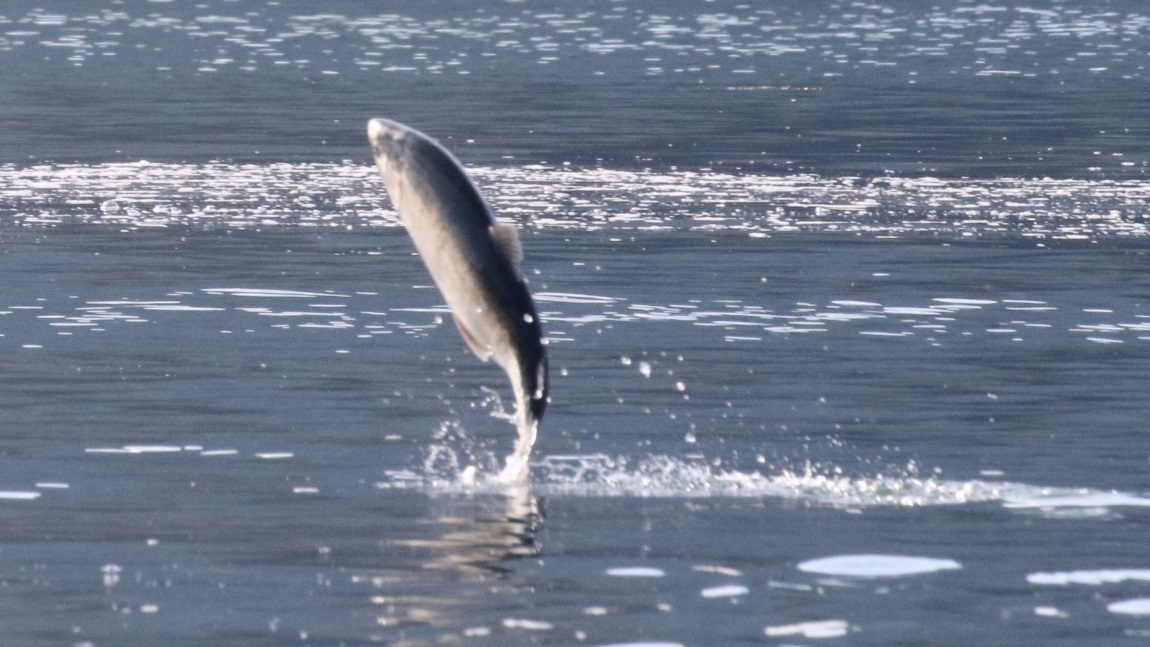 Salmon jumping