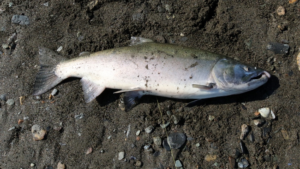 Fishing near Sheep Creek
