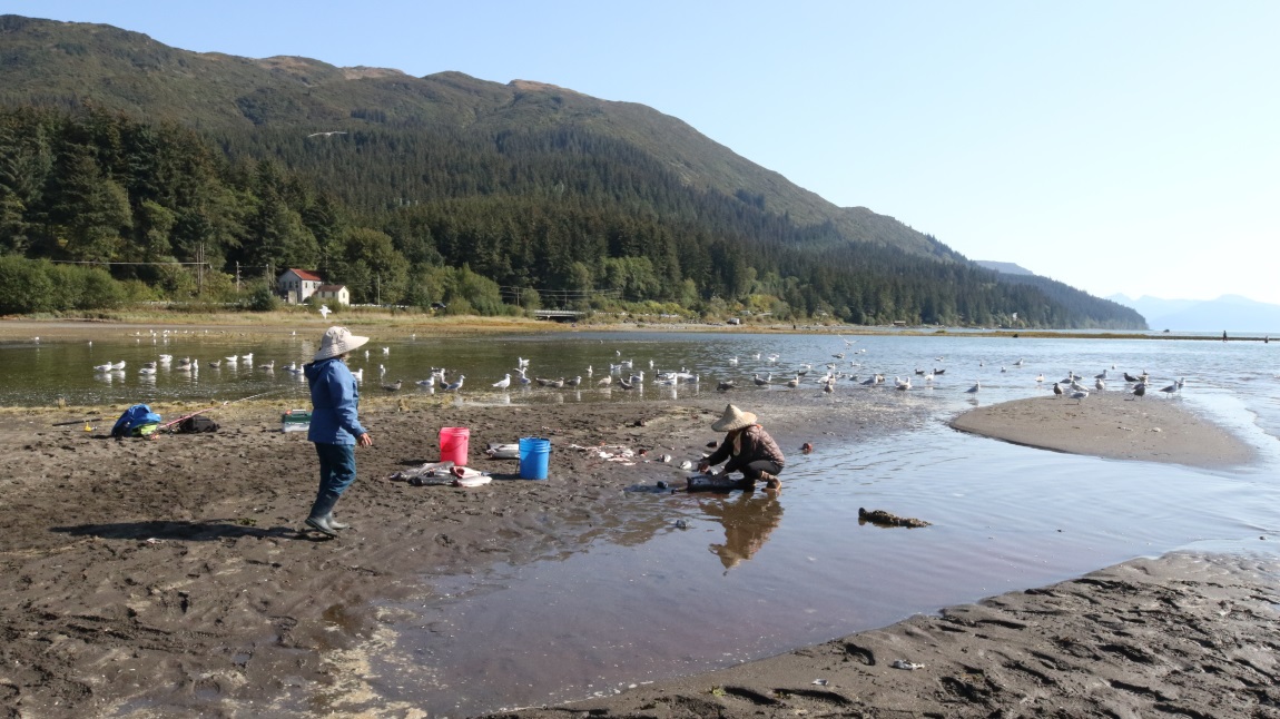 Cleaning fish and feeding the seagulls