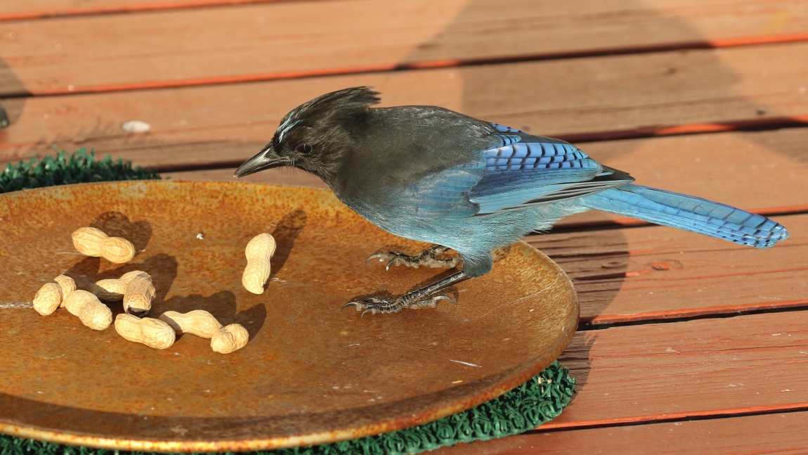 Steller's Jay