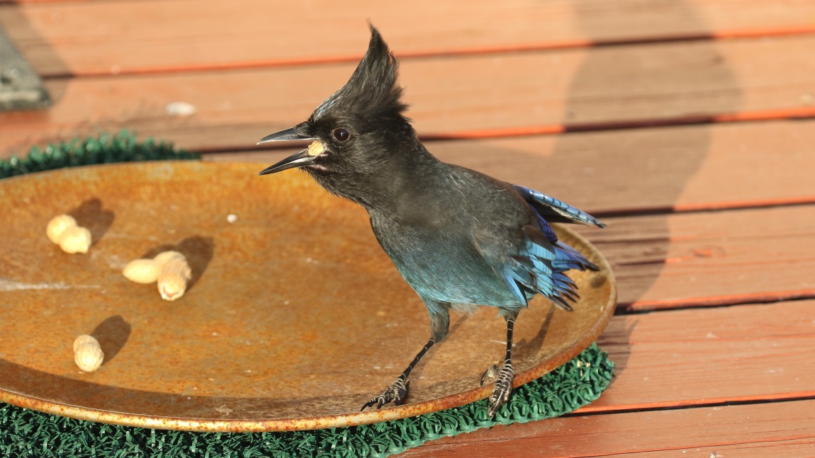 Steller's Jay