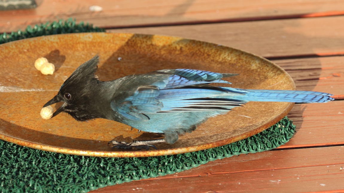 Steller's Jay