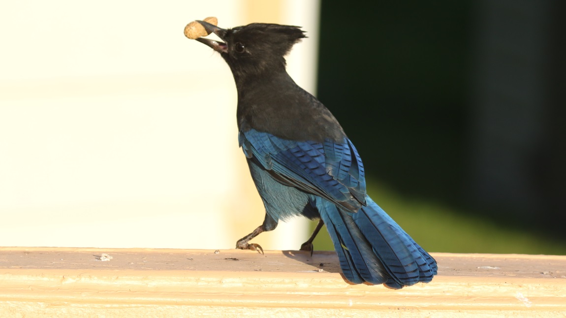 Steller's Jay