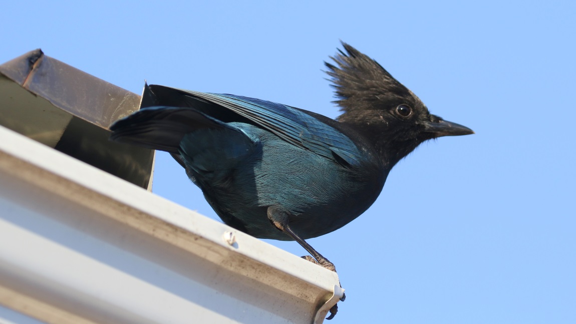 Steller's Jay