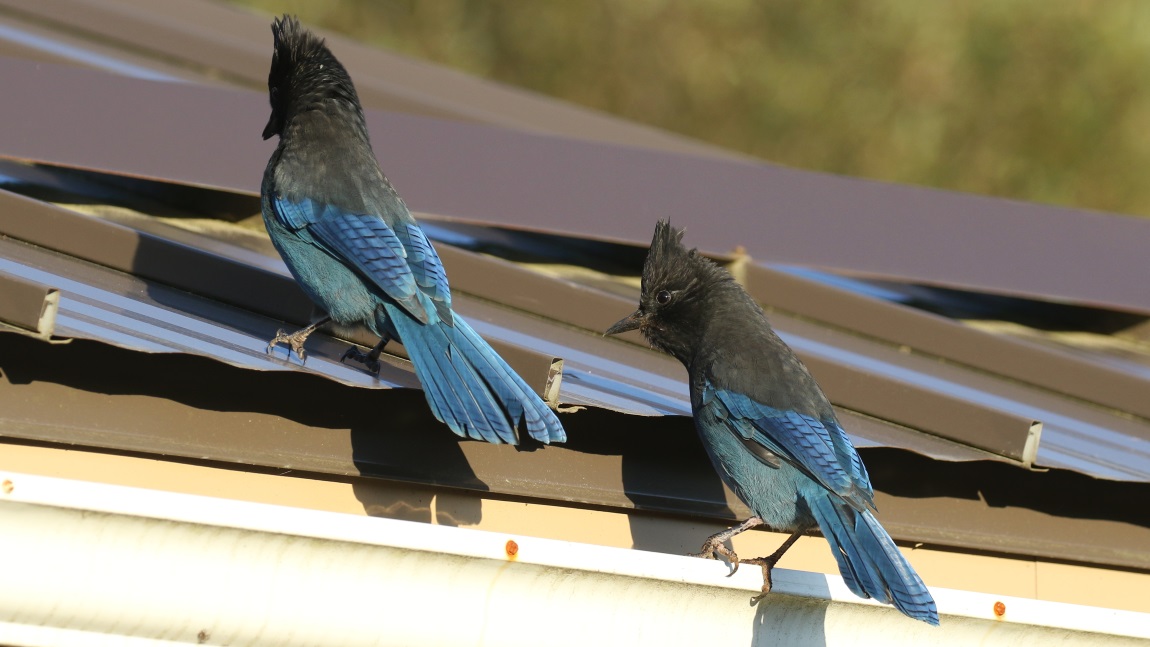 Steller's Jays