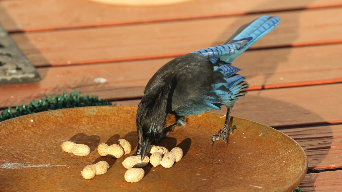 Steller's Jay