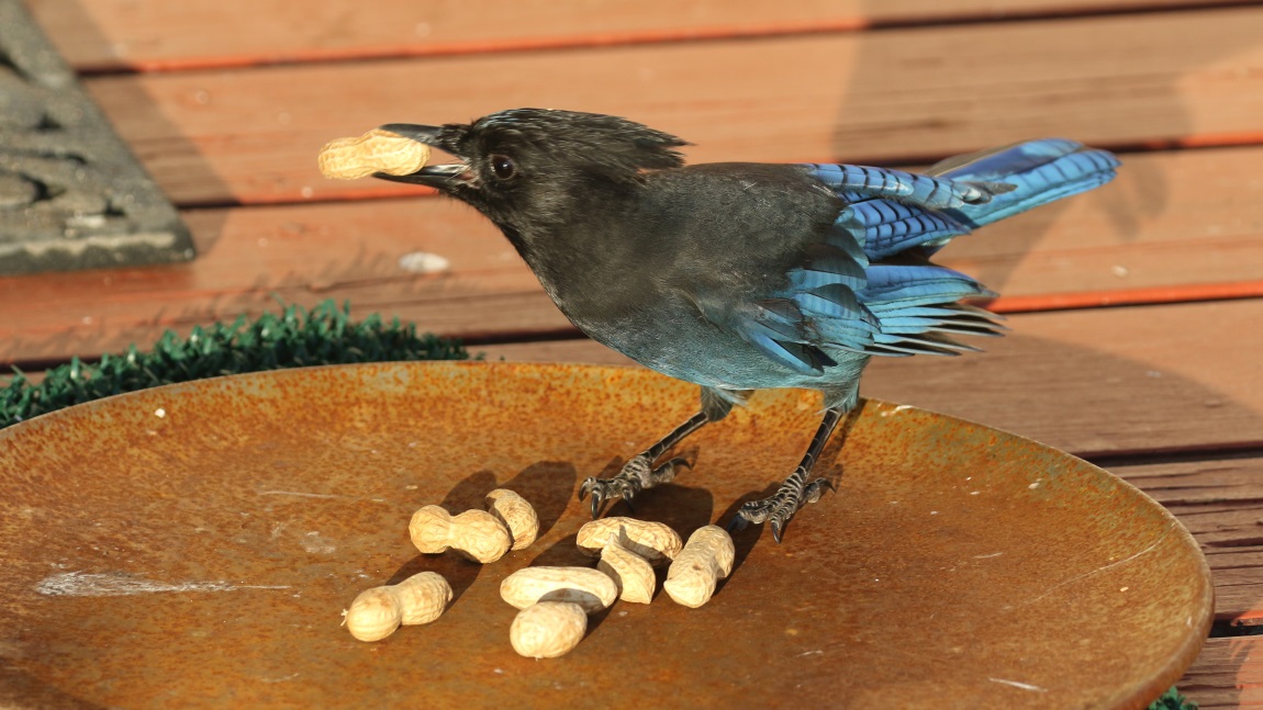 Steller's Jay