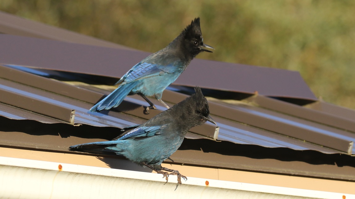 Steller's Jay
