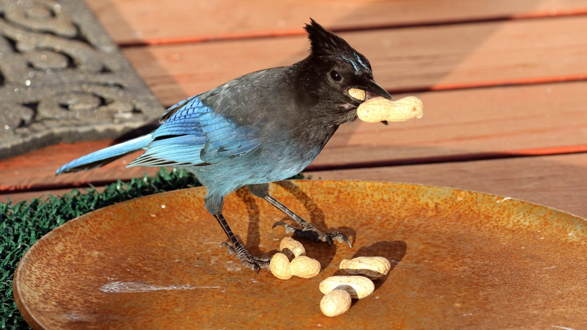 Steller's Jay