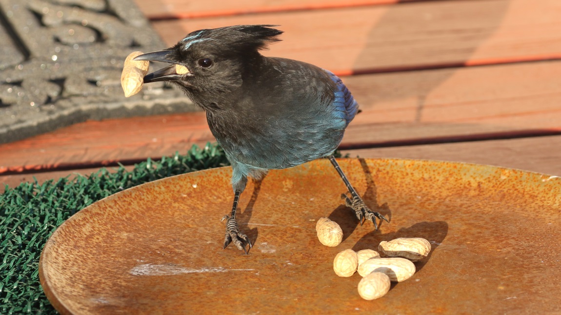 Steller's Jay