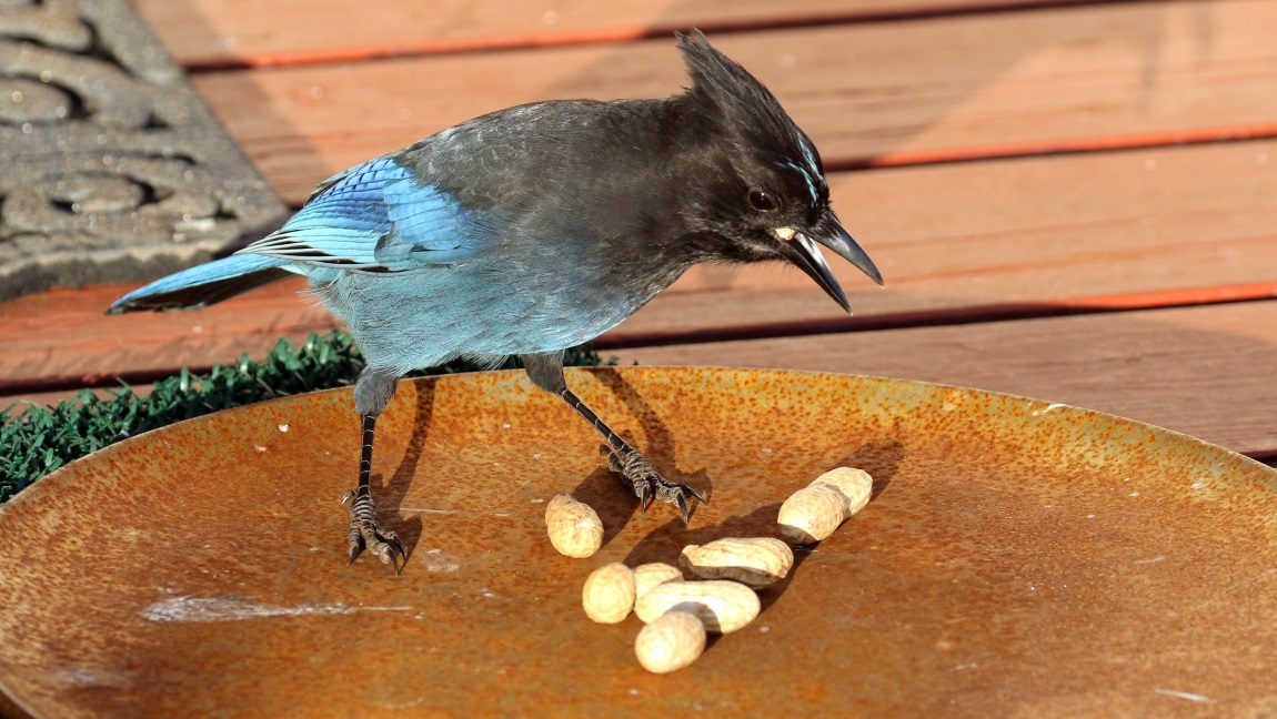 Steller's Jay